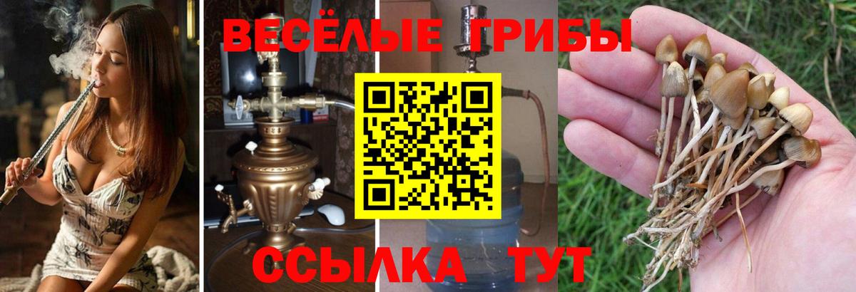 Псилоцибиновые грибы прущие грибы Кингисепп